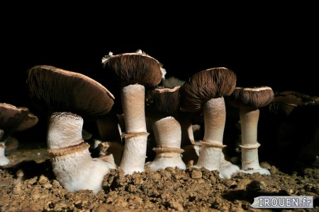 Champignonnière de Dieppedalle