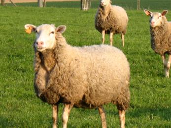 Château de Vascoeuil