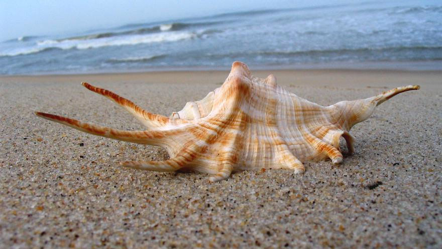 Coquillage sur la plage