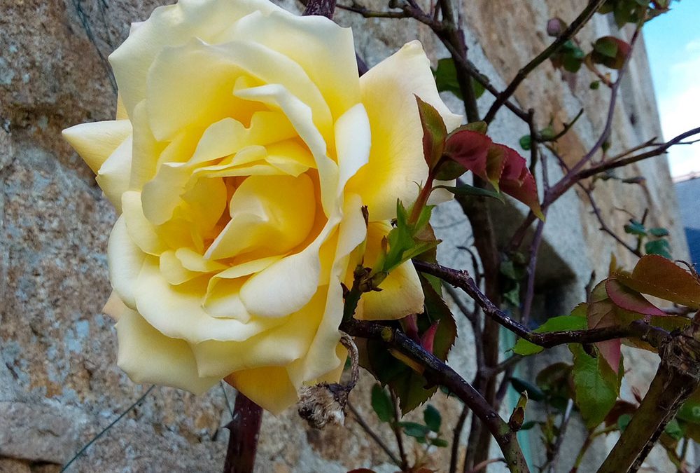 Rose jaune à Kergoniou